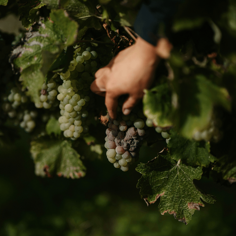 A close up of a person picking rotten grapes from the vines inside a wineyard, with other ripe grapes next to it.