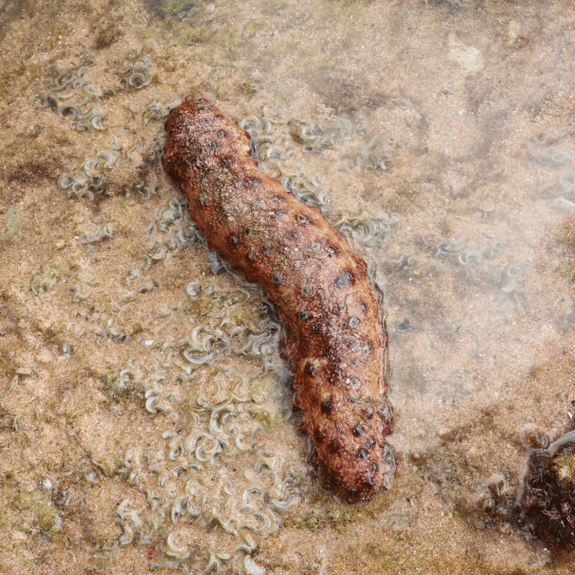 A close up of a brownish-orange sea cucumber with numerous black spots on it, on a bedrock of a shallow waterbody.