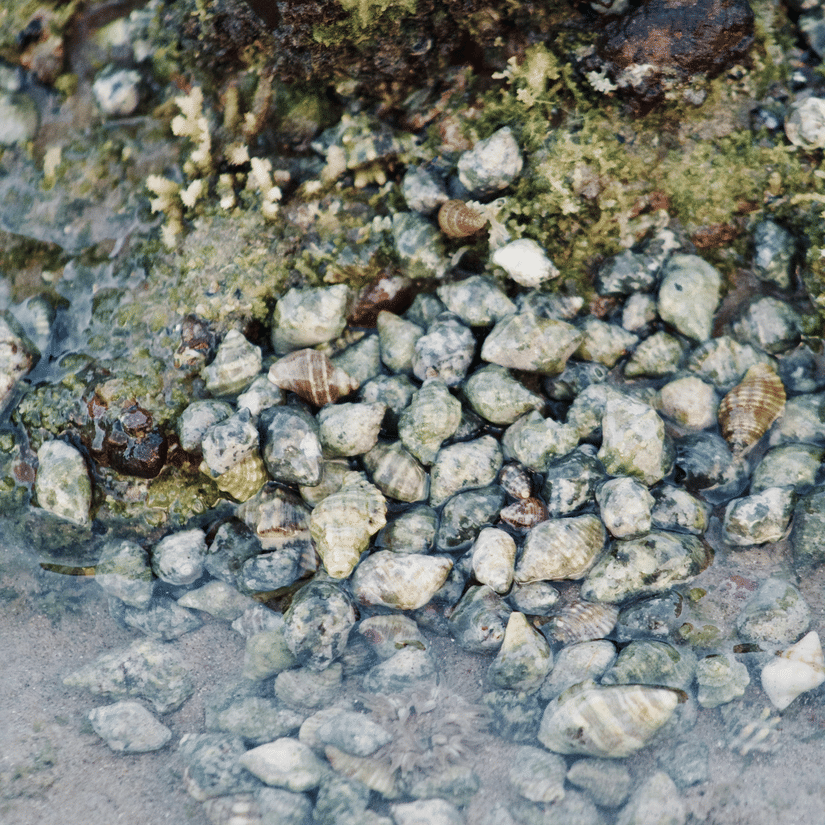 A top down view of numerous seashells near the seashore with rocks on the shoreline and algae as well.
