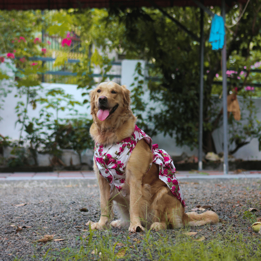 A dog sitting on the side of a road with a safety vest in front of a pet-friendly resort near Delhi