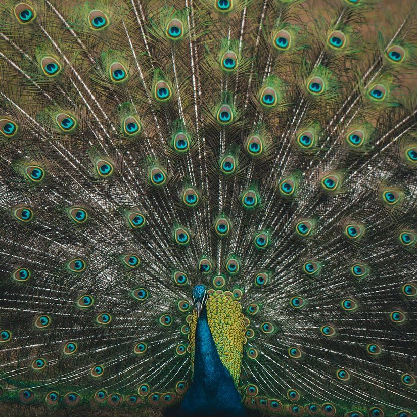 peacock with its vibrant feathers fully fanned out on display in natural