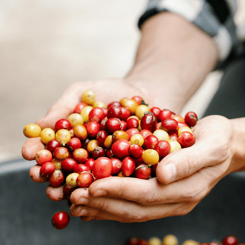 A person holds a handful of ripe red and yellow coffee cherries over a large collection.