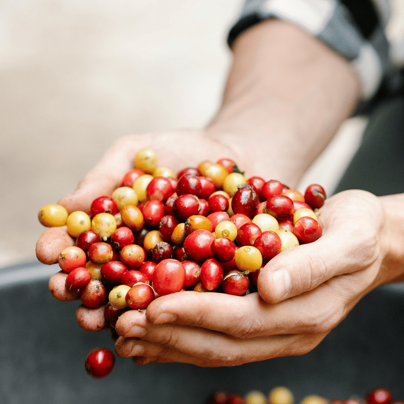 A person holds a handful of ripe red and yellow coffee cherries over a large collection.