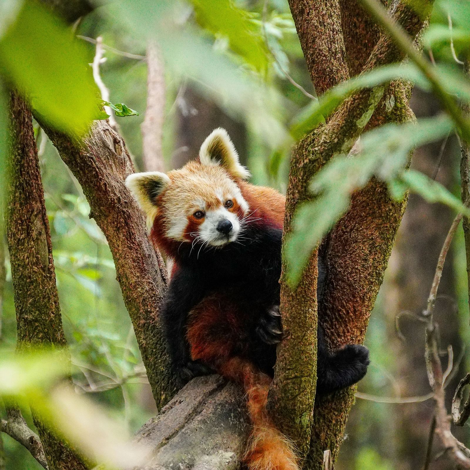 Padmaja Naidu Himalayan Zoological Park - Encounter endangered Himalayan wildlife in this conservation-focused zoo.