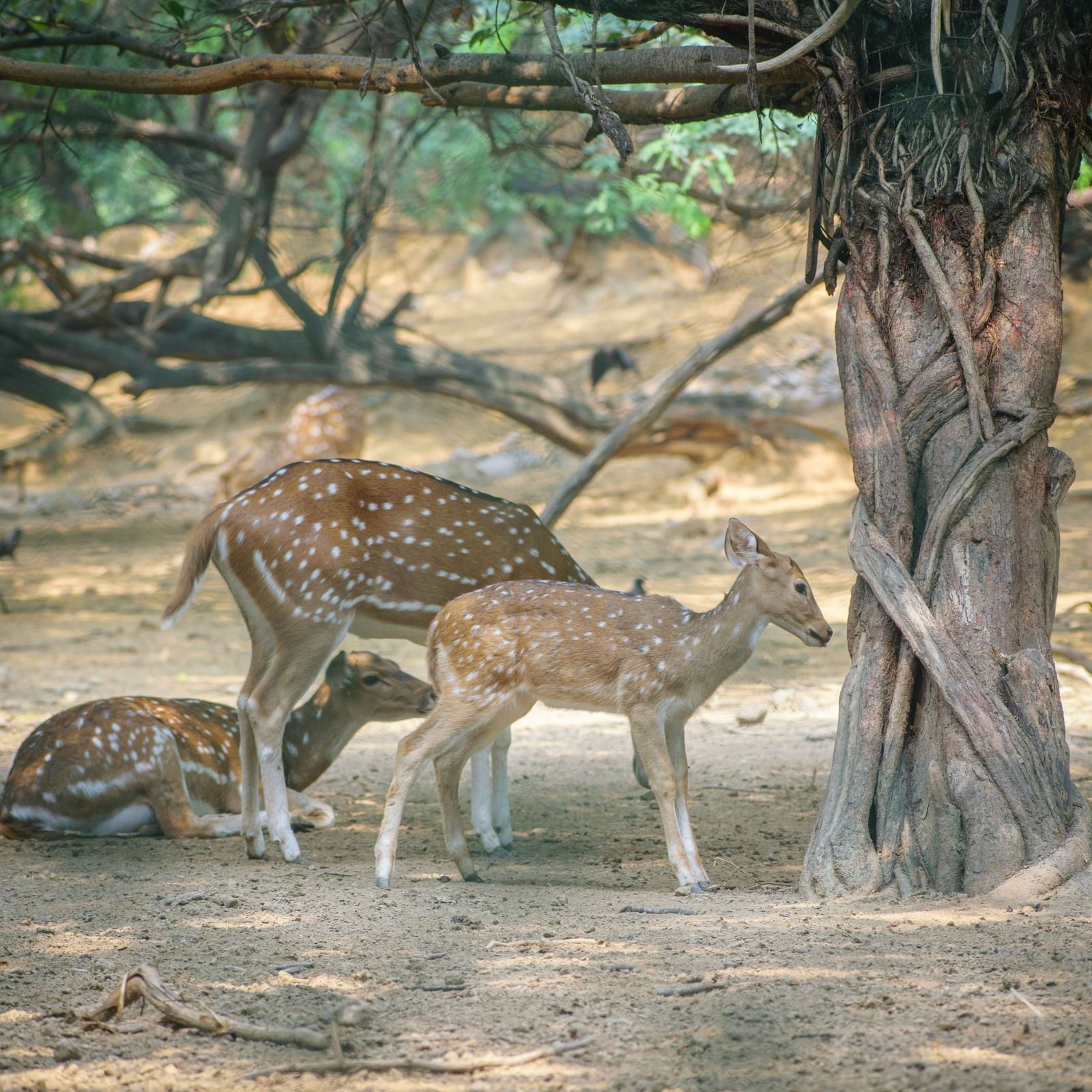 A group of deer resting beneath a large tree in a shaded forest clearing.