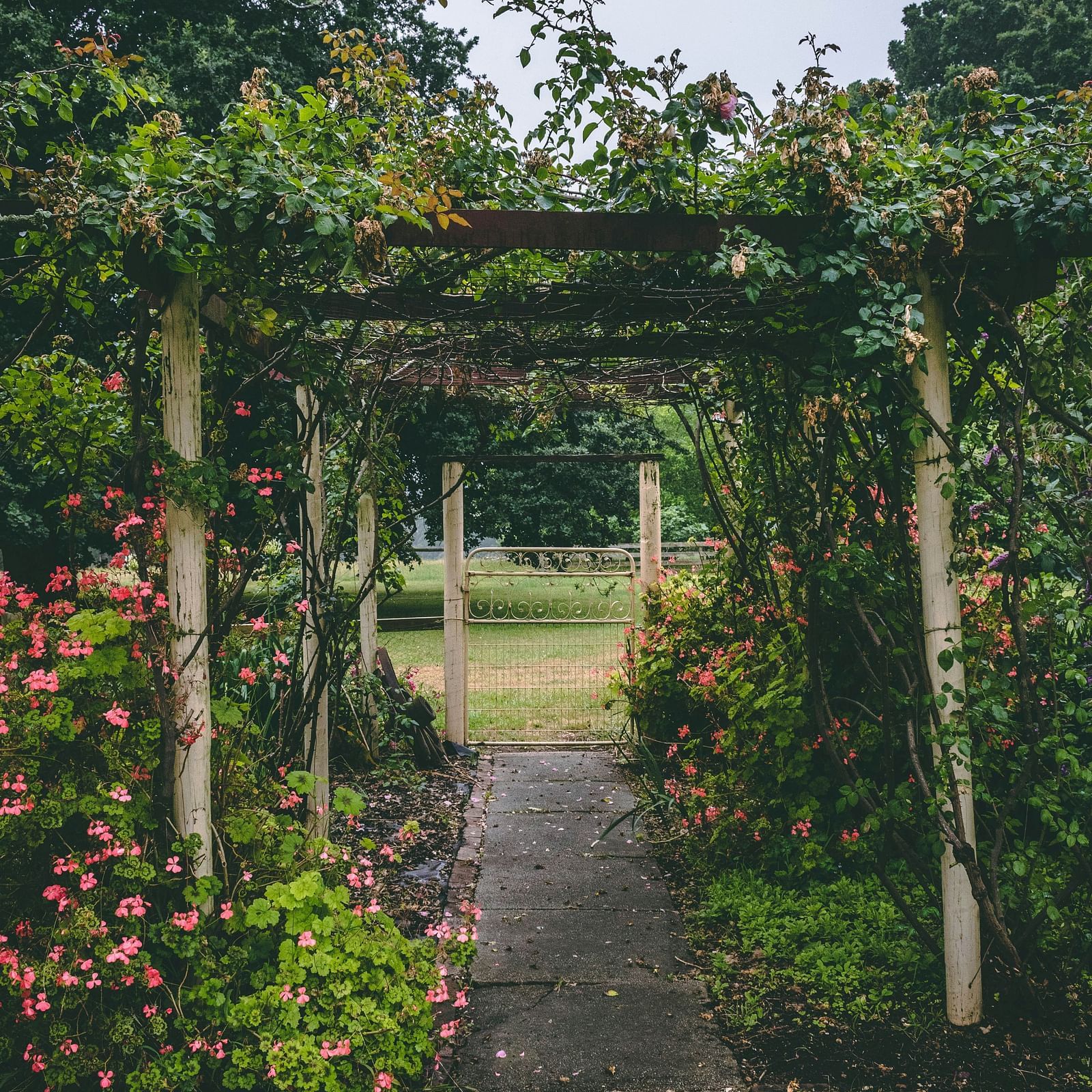  A serene garden pathway covered with lush green foliage and blooming flowers.