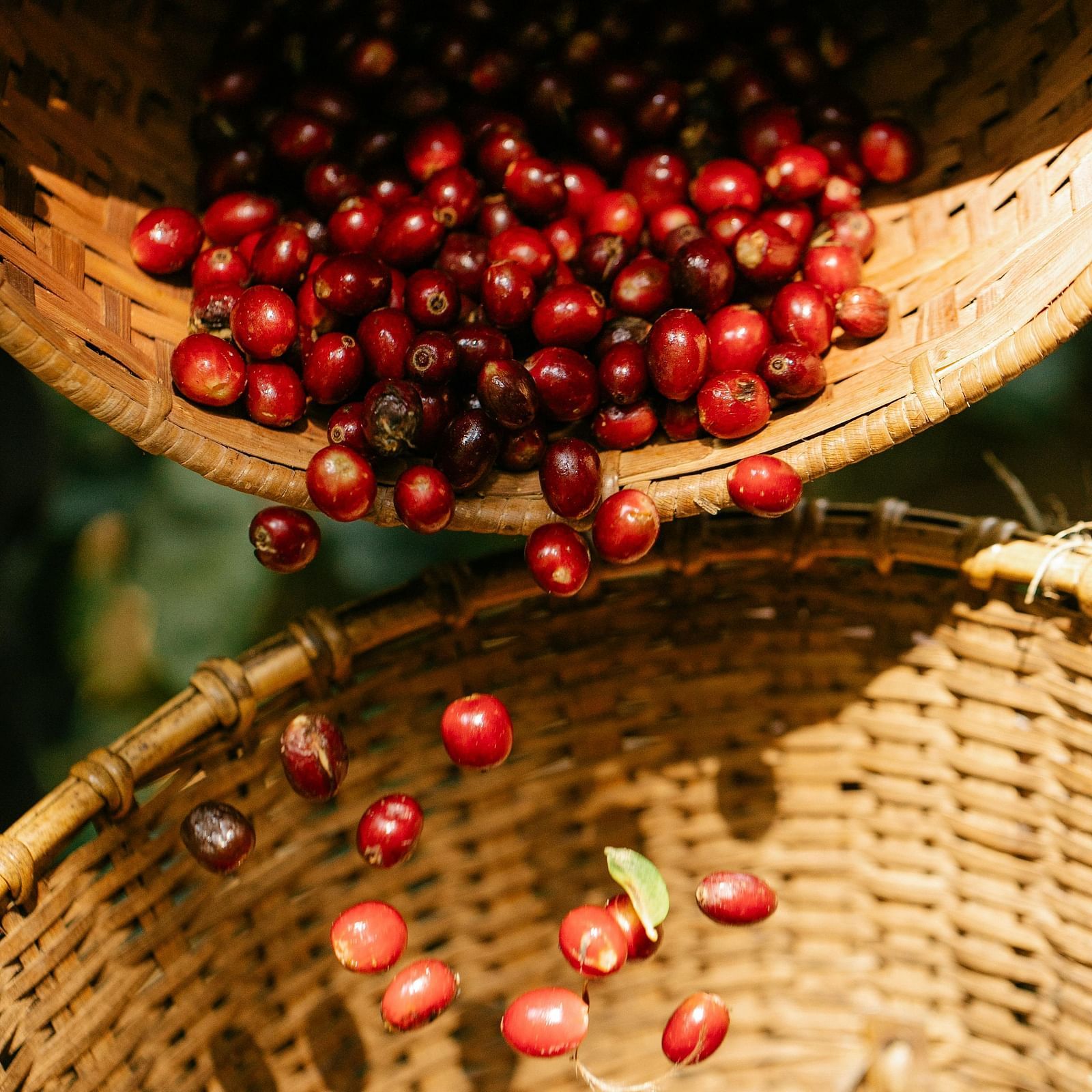 image of raw coffee berries being harvested from the wild