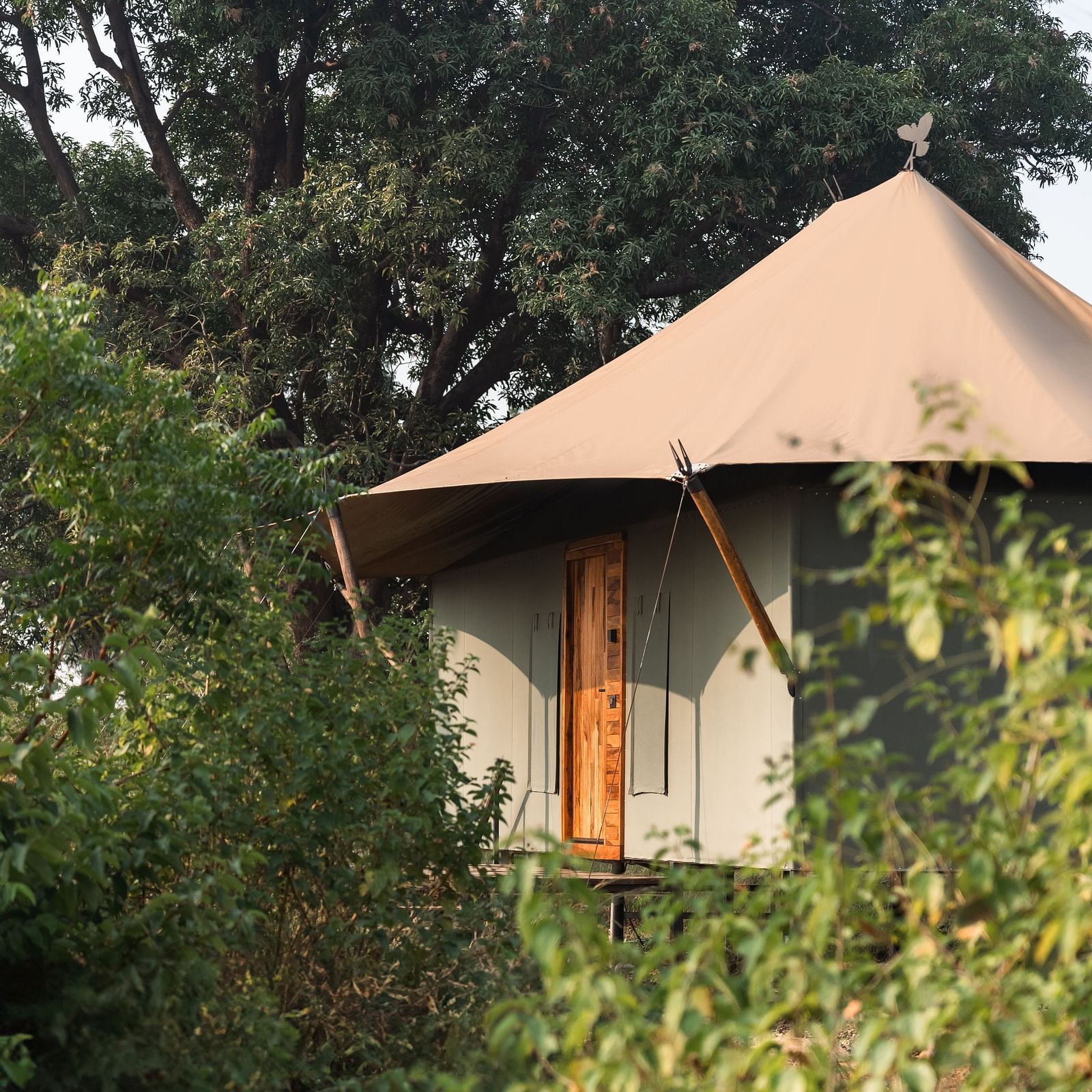 A hut amongst the greenery at Trees N Tigers, Tadoba.