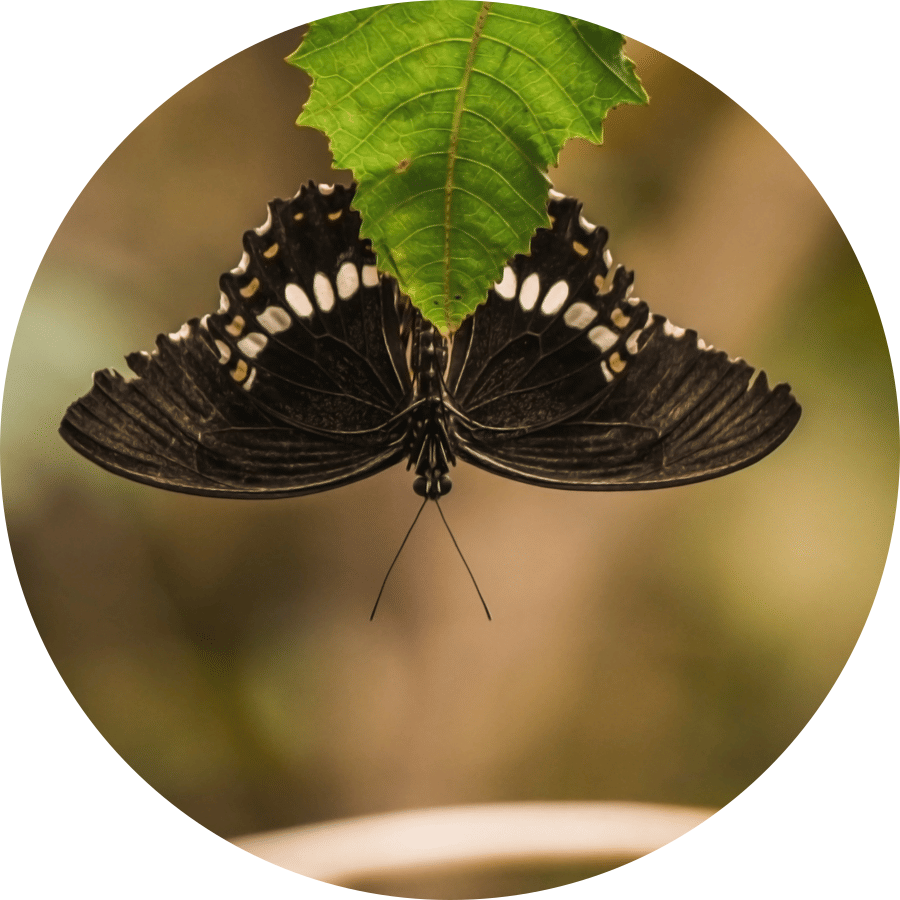 A dark brown butterfly with white spots along its wing edges resting underneath a green leaf.