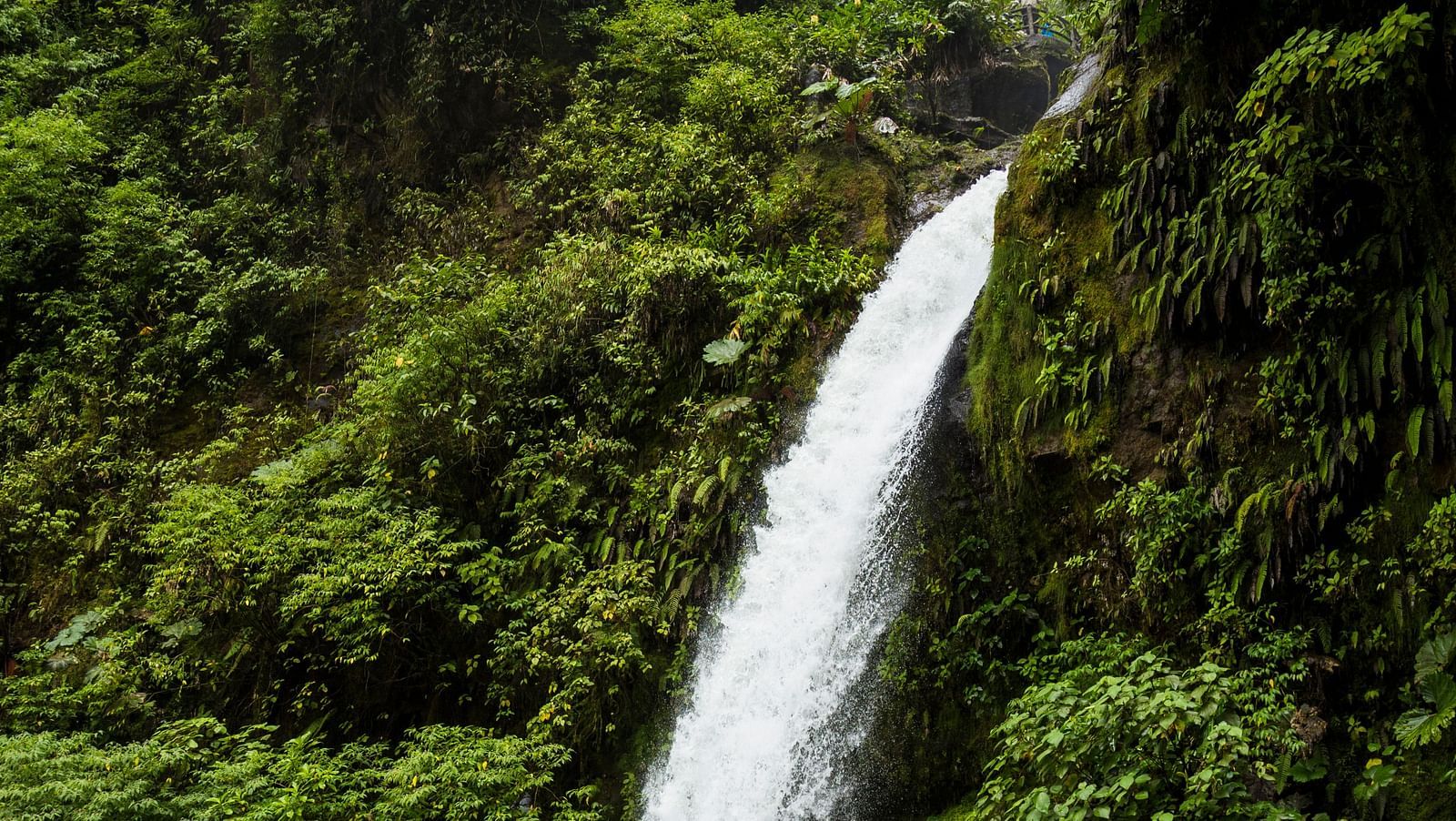 A tranquil waterfall cascading into a clear pool, surrounded by vibrant forest vegetation.