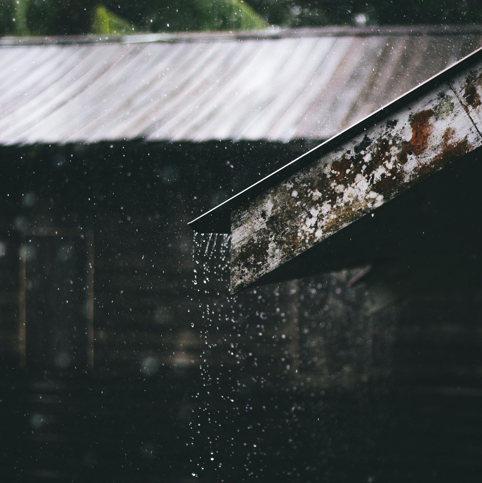 Raindrops falling from the edge of a rusty tin roof surrounded by foliage