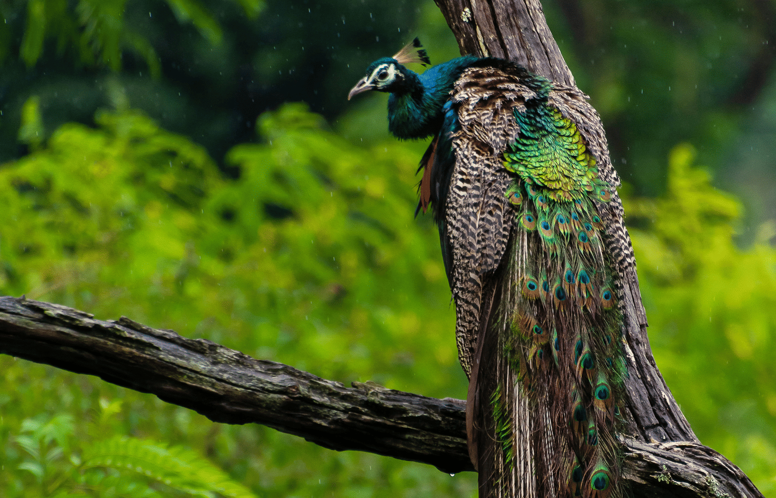 A peacock with its long tail feathers sits perched on a thick tree branch surrounded by lush green foliage.