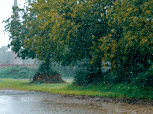 A tree grove in a field getting washed by the pouring rains.