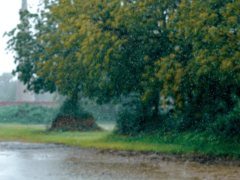 A tree grove in a field getting washed by the pouring rains.