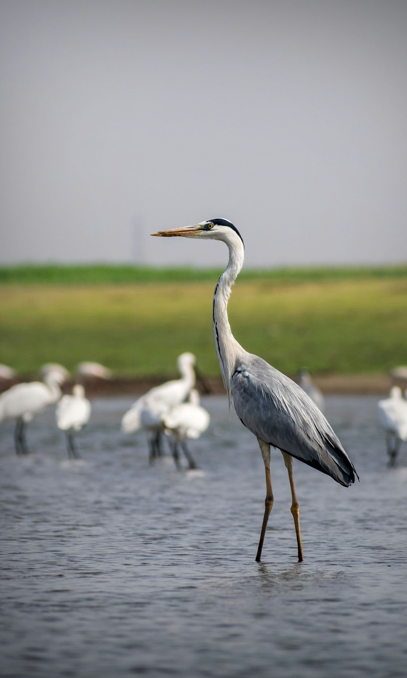  A bird with long, slender legs stands poised in the water, its keen eyes focused, ready to snatch a fish from the shimmering surface