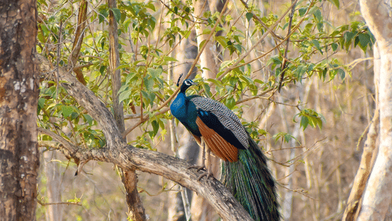 preethi-prasad-q9vv8Xsf4CQ-unsplash
