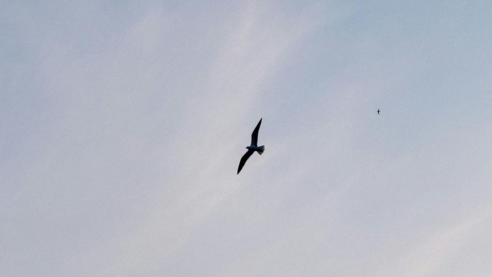 A single bird gliding through a foggy sky with soft sunlight in the background.