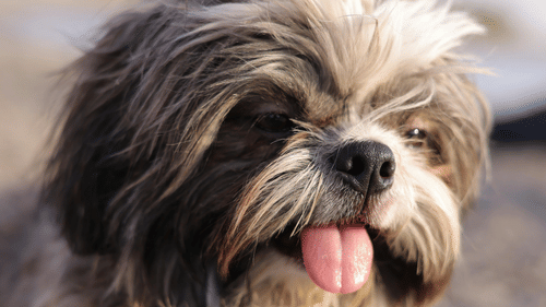 pexels-pankaj-gosai-878171-31430837