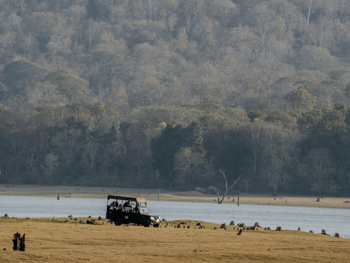 A far out view of a jeep on a safari next to Kabini River with some animals in view. It is one of the most visited tourist places near Kabini.