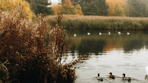 A swan swimming in a peaceful pond alongside ducks, with autumn foliage in the background.