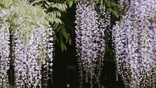 flowers and leaves decor