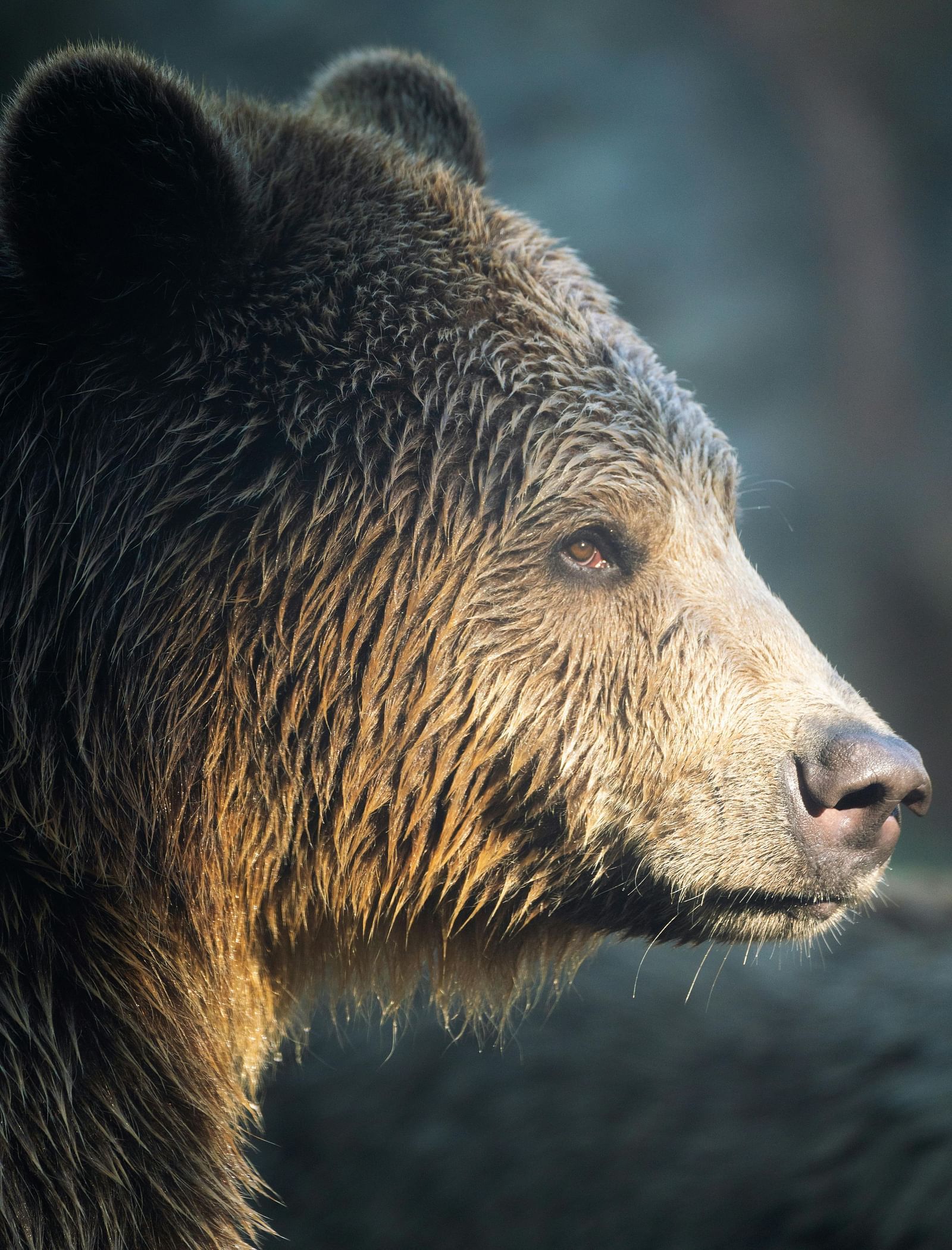 A close-up shot of the face of a grizzly bear