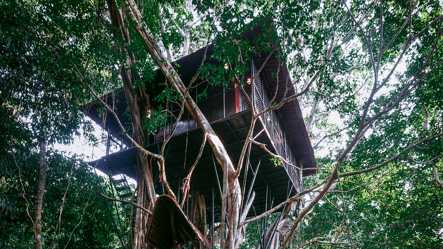 A tree house elevated above the forest floor amidst greenery | Vythiri Resort. Wayanad