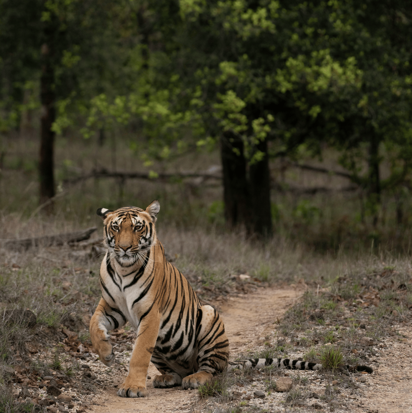 A tiger sitting on the ground in a forest area with trees and dry leaves around.