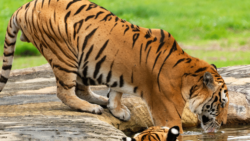 two tigers at a watering hole in sariska tiger reserve
