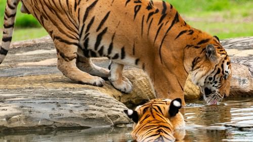 two tigers at a watering hole in sariska tiger reserve