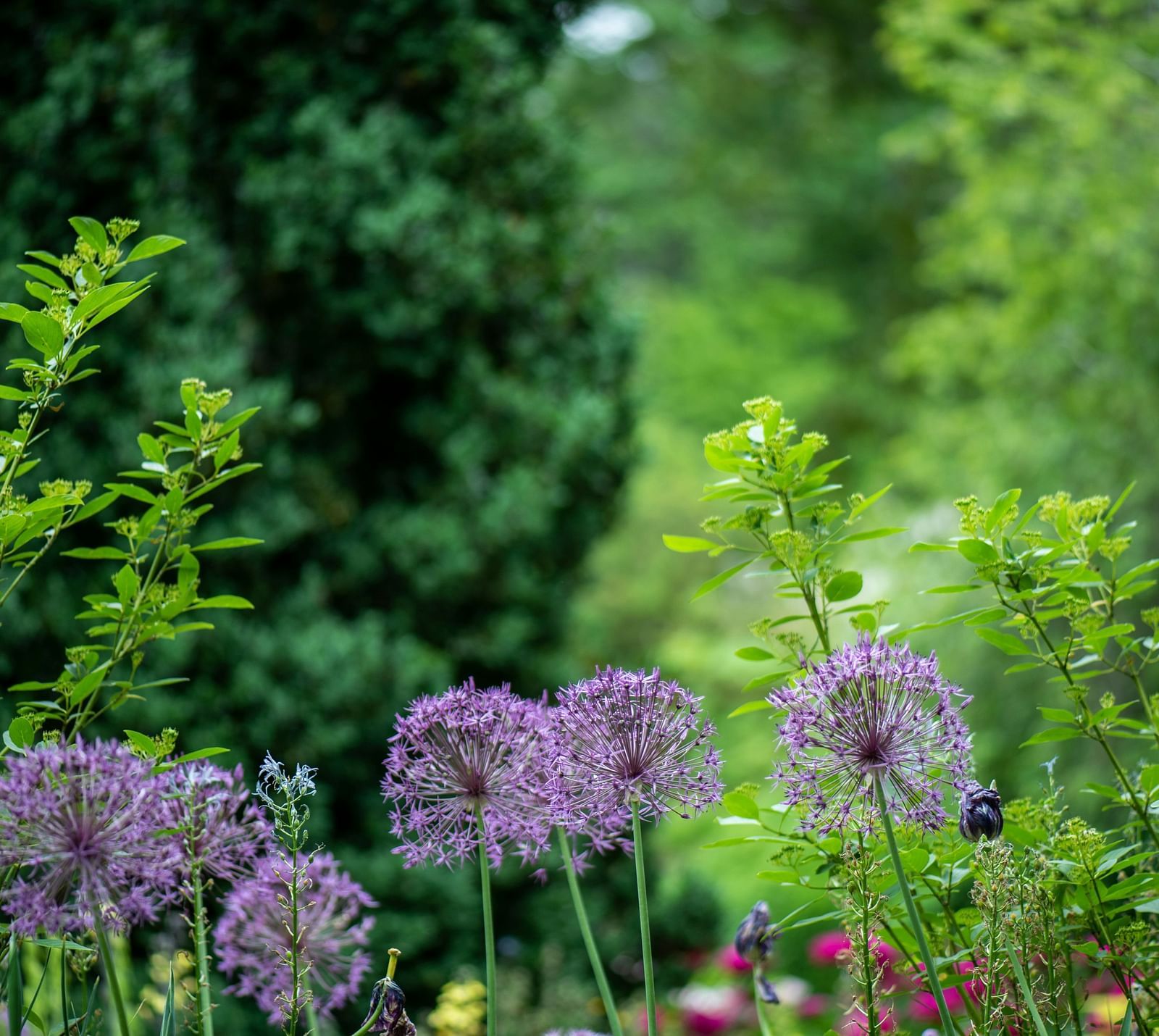  A vibrant garden filled with green trees and purple flowering plants