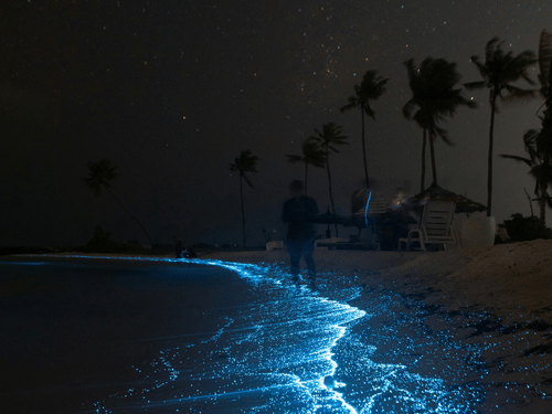 A man walking on a bio luminescent beach shore.