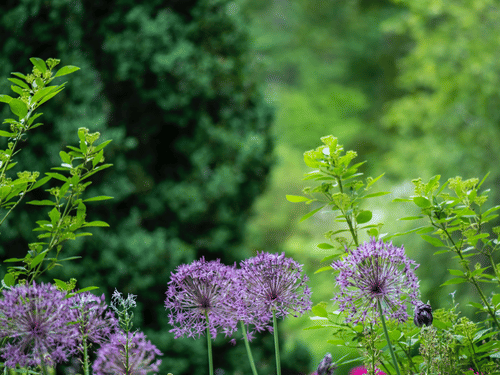 Flowers blooming with greenery in the background