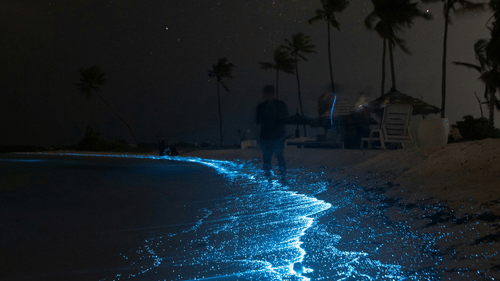 A man walking on a bio luminescent beach shore.