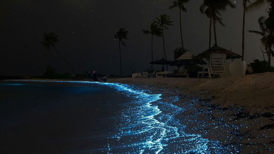 beach shore showcasing bioluminescence 