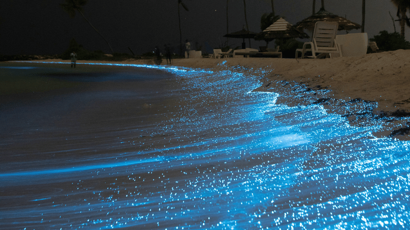 A view of a beach's shoreline with bioluminescence on the water and coconut trees in the background, as seen during the night.