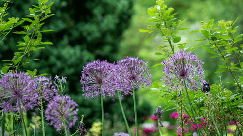 An overview of a flower garden with tall trees in the background