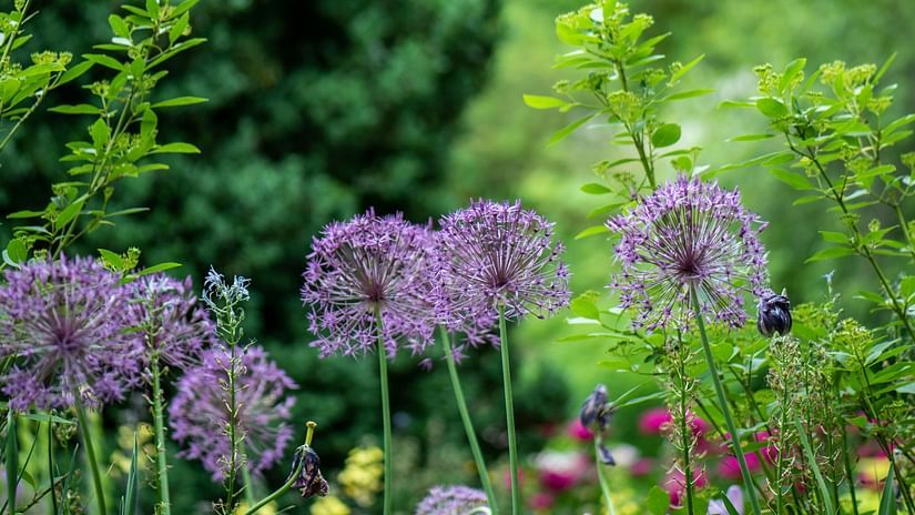An overview of a garden with small flowers in the foreground and trees in the background.