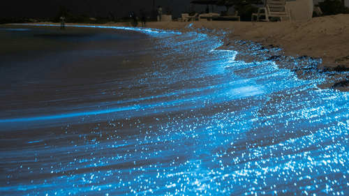 A view of a beach's shoreline with bioluminescence on the water and coconut trees in the background, as seen during the night.
