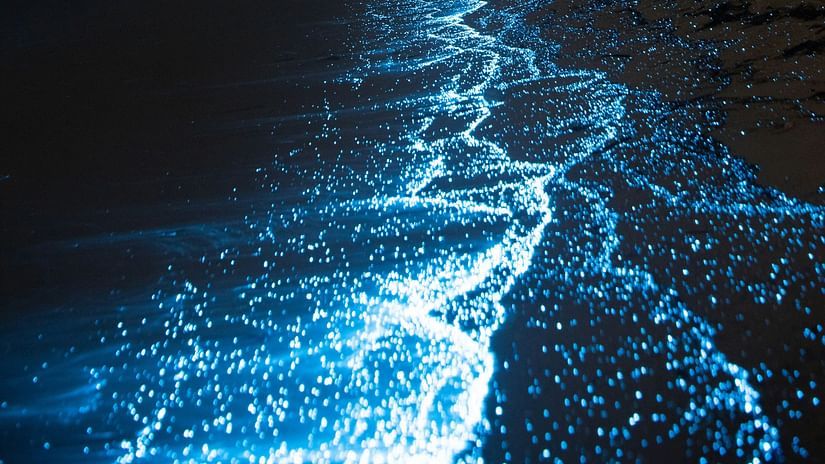 beach shore showcasing bioluminescence 