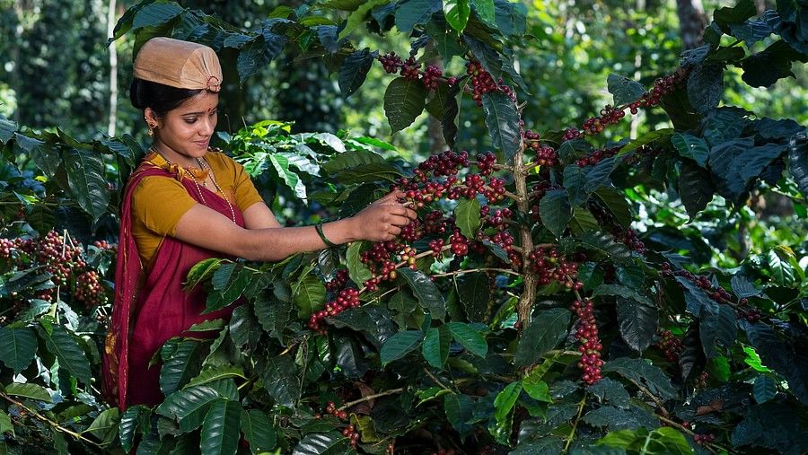 a person harvesting coffee
