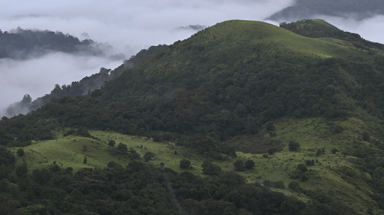 A lush green landscape in the hills surrounded by thick clouds and mist.