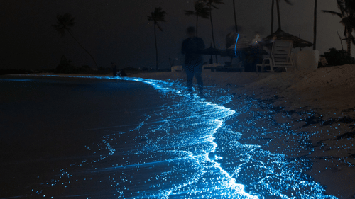 An overview of a bioluminescence effect on the shores of a beach with the waves providing a blue appearance. It is one of the most sought-after experiences in Havelock Island at Night.