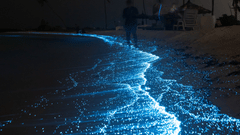 An overview of a bioluminescence effect on the shores of a beach with the waves providing a blue appearance. It is one of the most sought-after experiences in Havelock Island at Night.