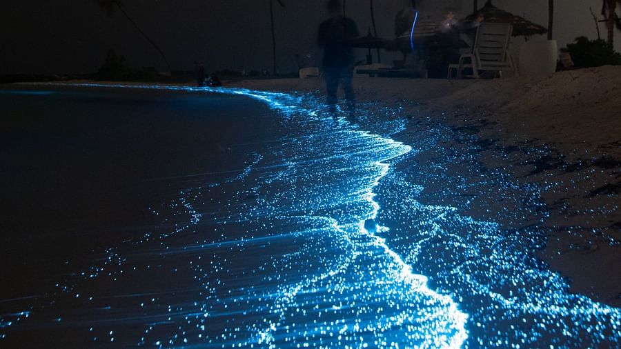 Bioluminescence beach at night