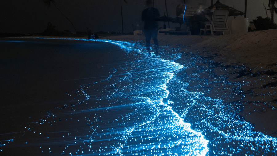 An overview of a bioluminescence effect on the shores of a beach with the waves providing a blue appearance. It is one of the most sought-after experiences in Havelock Island at Night.