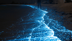 An overview of a bioluminescence effect on the shores of a beach with the waves providing a blue appearance. It is one of the most sought-after experiences in Havelock Island at Night.