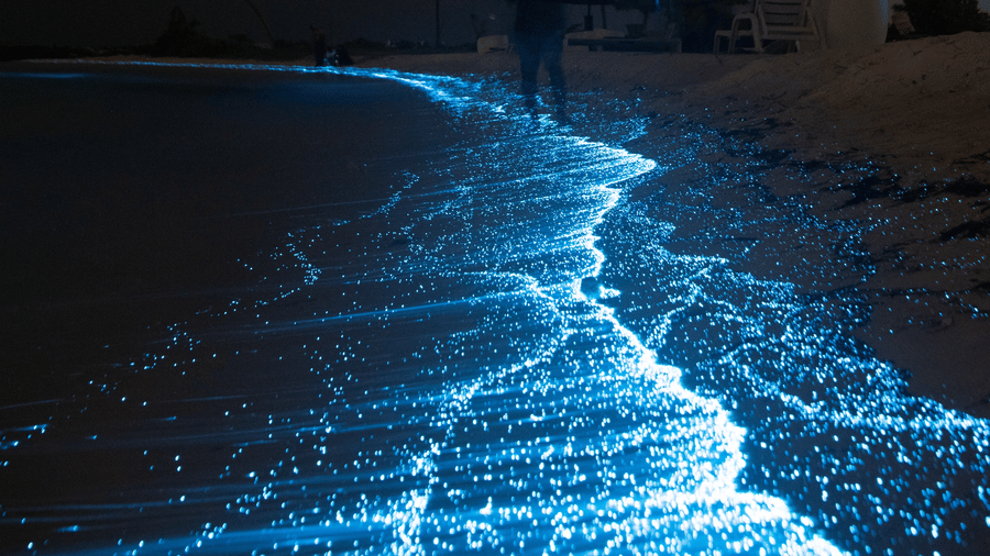 An overview of a bioluminescence effect on the shores of a beach with the waves providing a blue appearance. It is one of the most sought-after experiences in Havelock Island at Night.