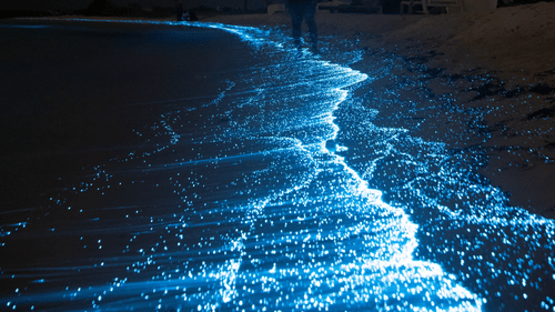 An overview of a bioluminescence effect on the shores of a beach with the waves providing a blue appearance. It is one of the most sought-after experiences in Havelock Island at Night.