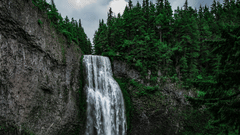 iamge of a waterfall flowing amidst the lush green forest